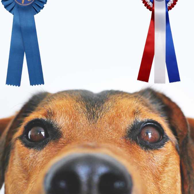 preisschleifen hundesport